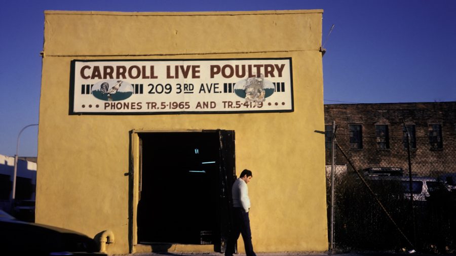 Live Poultry, Brooklyn, NY c. 1983
